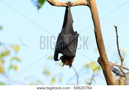 Lyie's Flyingfox