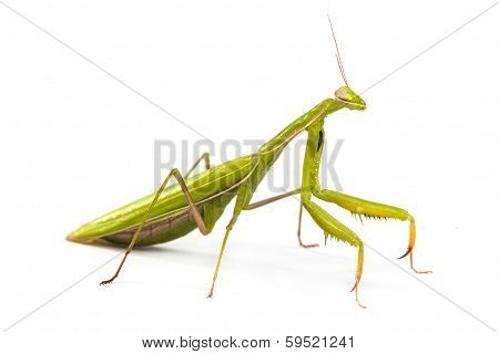 Mantis Isolated On A White Background