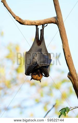 Lyie's Flyingfox