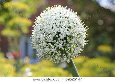 Flower Of Garlic