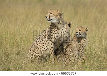 Female Cheetah (acinonyx Jubatus) With Cubs South Africa