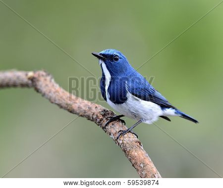 Beautiful Blue Bird, Ultramarine Flycatcher, Perching On Branch