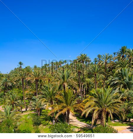 Elche Elx Alicante el Palmeral Park with many palm trees in Valencian Community of Spain