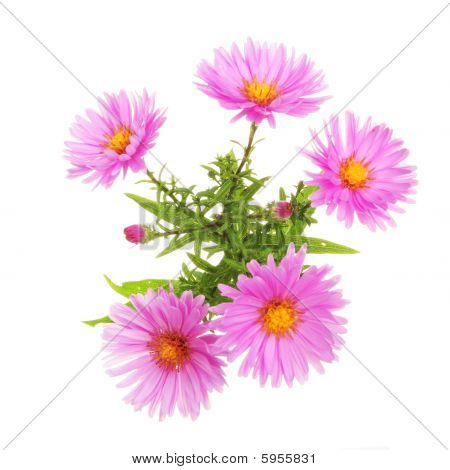 Aster amellus