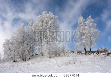 Winter Colours