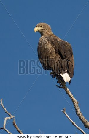 Aquila dalla coda bianca su un ramo