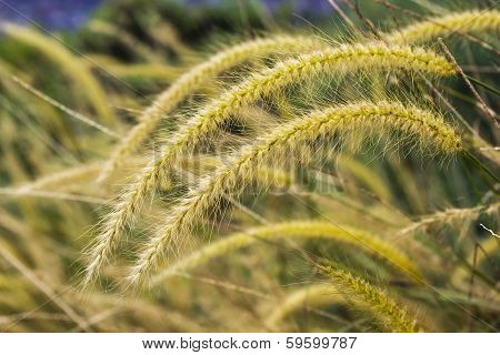 Yellow Poaceae Grass Flower