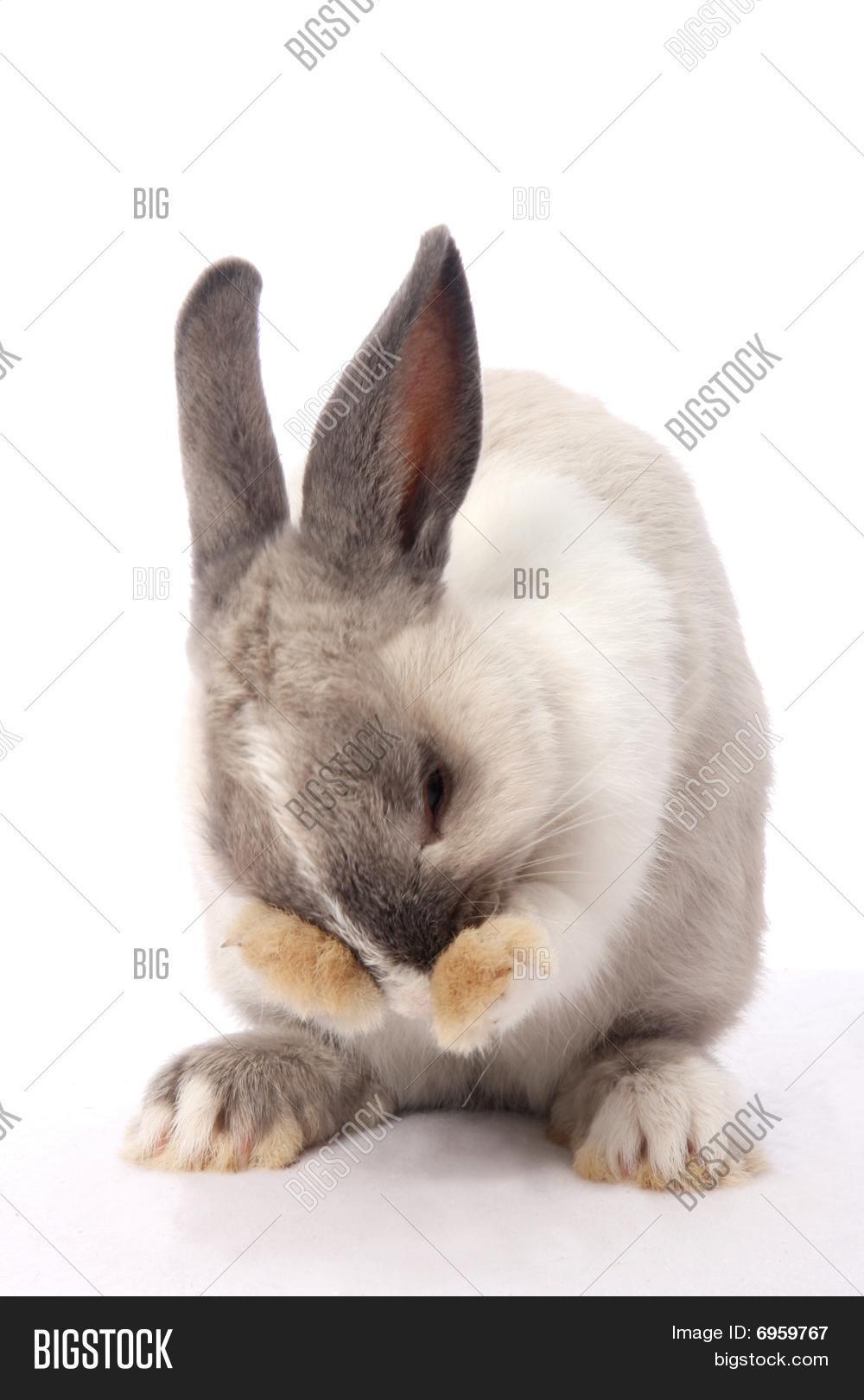 Bunny Rabbit Cleaning Image & Photo (Free Trial) Bigstock