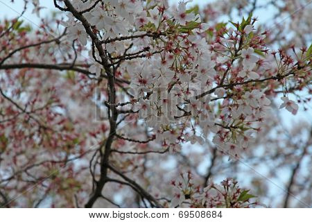Cherry Tree