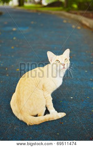 Stray Cat