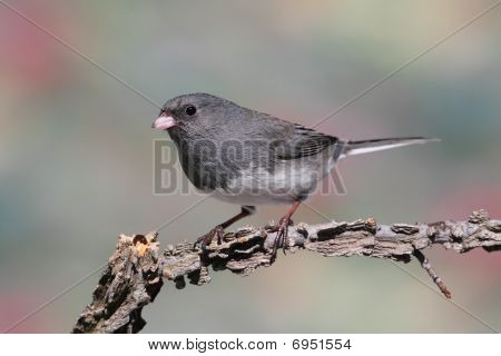 Junco haara