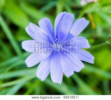 Blue meadow flower