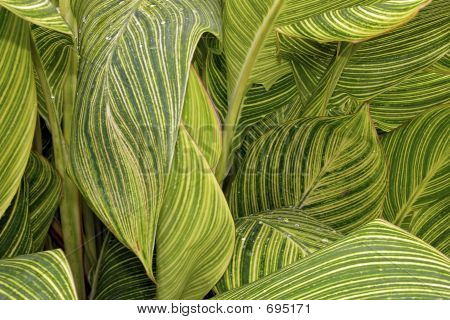 Canna Tropicanna Lily verlässt