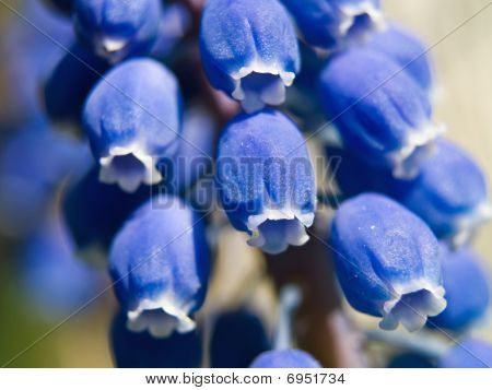 Blue Bell pequeñas flores Macro en la luz del sol que muestra detalles