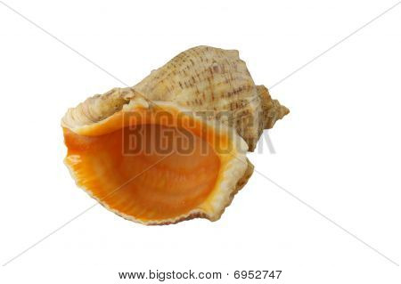 Sea shell isolated