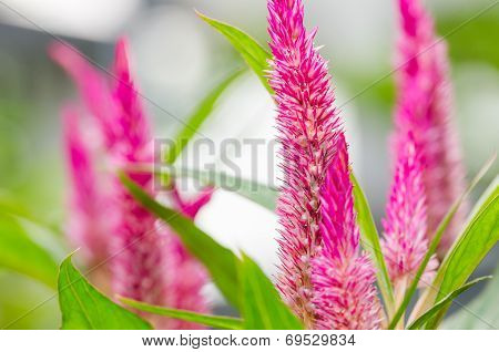 Celosia Or Wool Flowers Or Cockscomb Flower