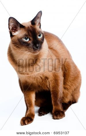 Gato birmano