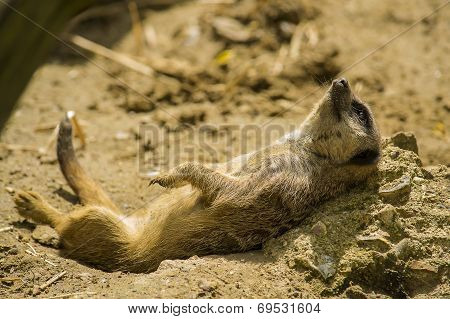 Meerkat Resting