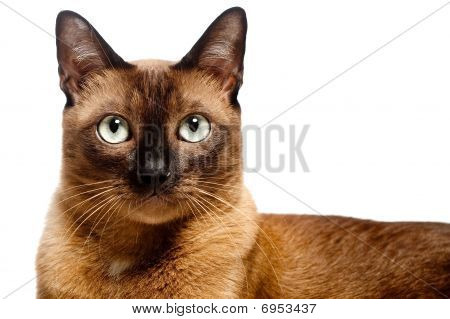 Gato birmano