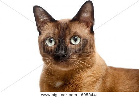 Gato birmano