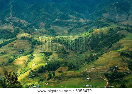 Rice Terrace