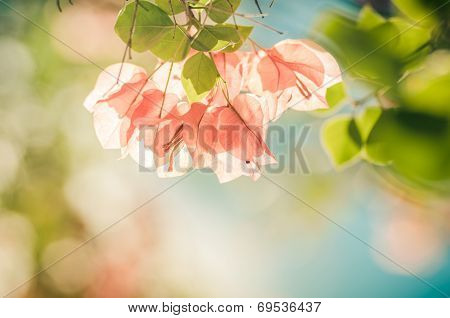 Paper Flowers Or Bougainvillea Vintage