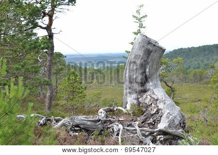 Dry Tree Stump
