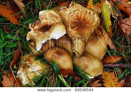Gymnopus Fusipes
