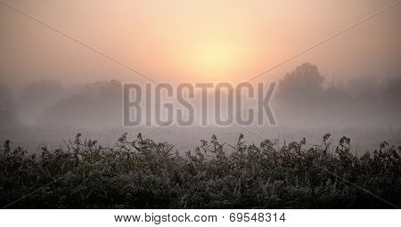 Frosty morning