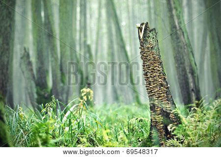 Rotten trunk