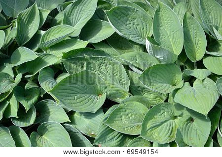 Luscious Foliage