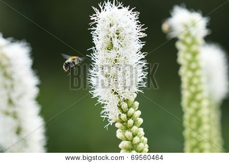 Bumblebee on the inflorescence liatris white