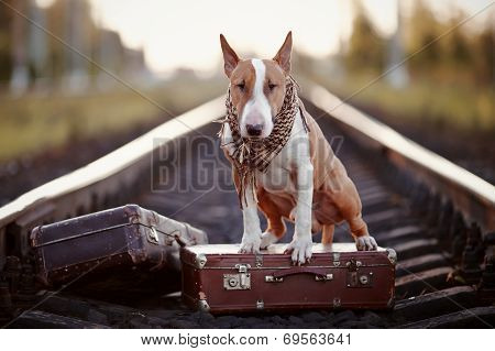 English Bull Terrier On Rails With Suitcases.