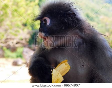 Spectacled Langur (trachypithecus Obscurus) With Banana