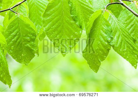 Green Background
