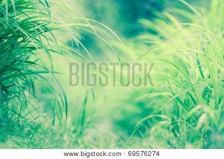 Morning Dew On The Grass