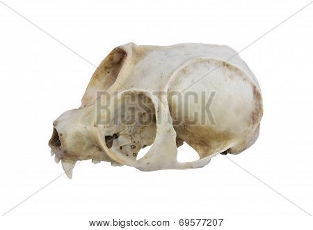Loris Skull