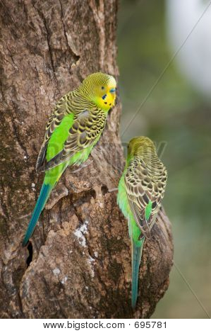Budgerigars