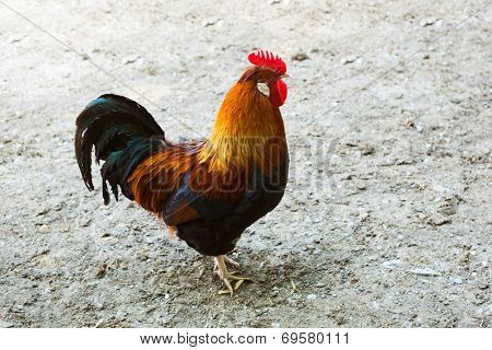 rooster on a farm, closeup view