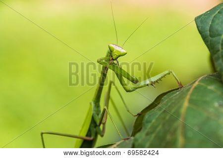 praying mantis in the peruvian Amazon jungle at Madre de Dios Peru