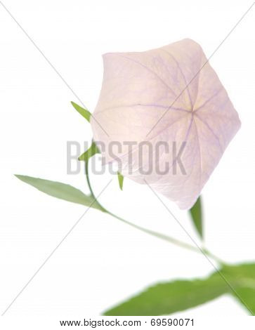 Pink Platycodon Grandiflorus