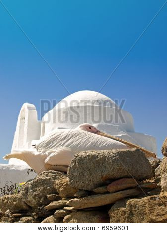 Pelikán na Mykonos