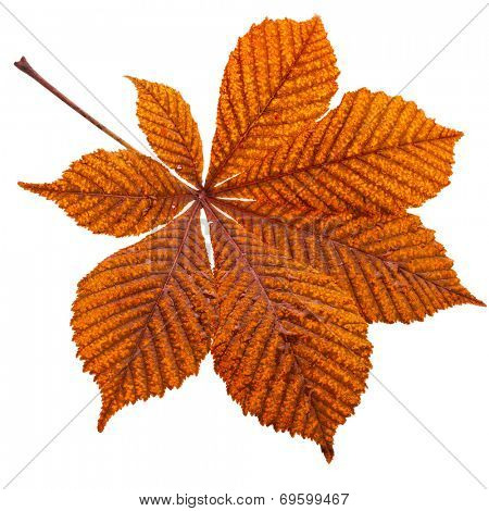 One Single Leaf of horse chestnut tree close up (Aesculus hippocastanum) isolated on a white background