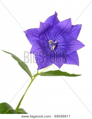 Platycodon Grandiflorus