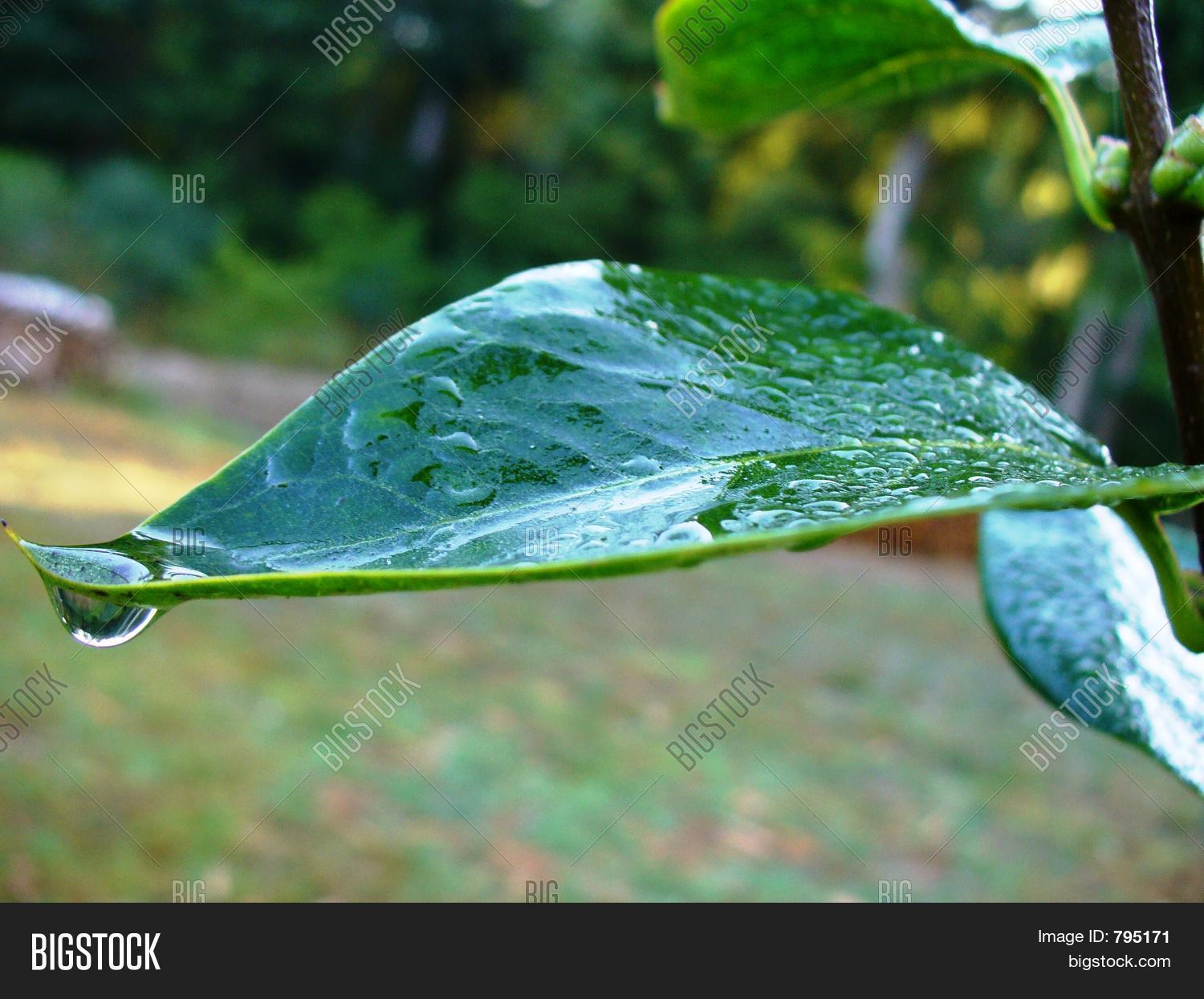 Leaf Dew Drip Image & Photo (Free Trial) Bigstock