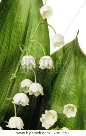 Fiori mughetti