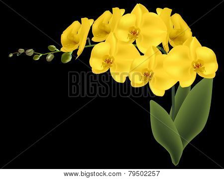 illustration with yellow orchid flowers isolated on black backcground
