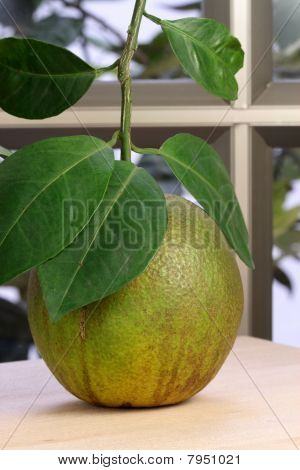 ส้มหวานอินทรีย์