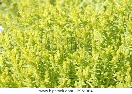 Plantas amarillas y verdes