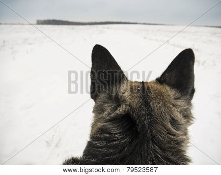 Dog Watching